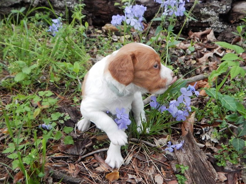 "Blue"-male 4 weeks