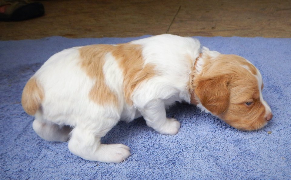 "Brown" male 3 weeks