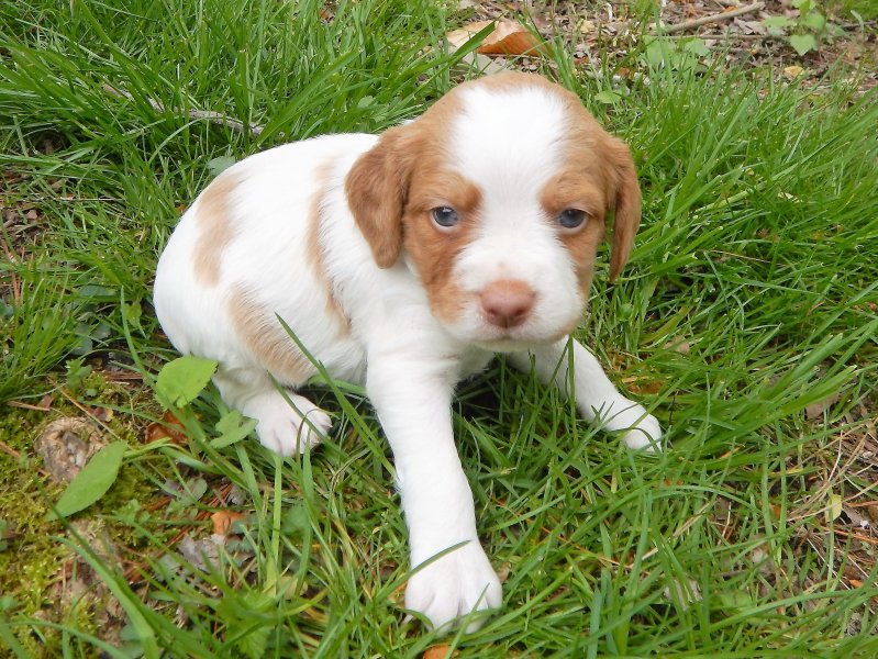 "Green"-male 4 weeks