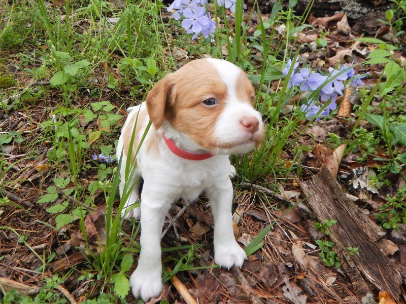 "Red"-male 4 weeks