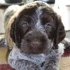 Daehler's Wirehaired Pointing Griffon logo