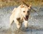 Johnson Labrador Retrievers logo