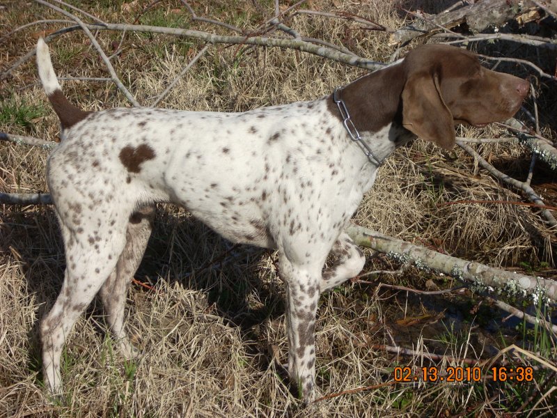 ECHO ON QUAIL