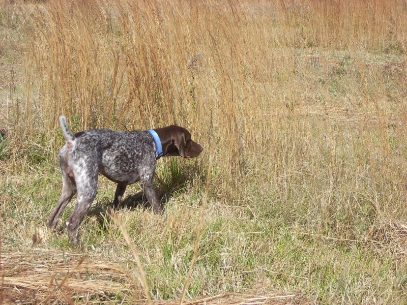 MAX ON QUAIL