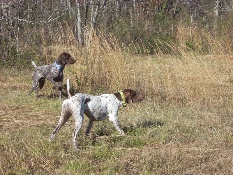 ECHO & MAX ON QUAIL