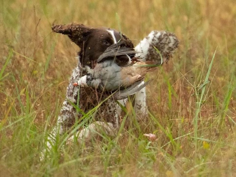 Fionn on his JH Title Retrieve