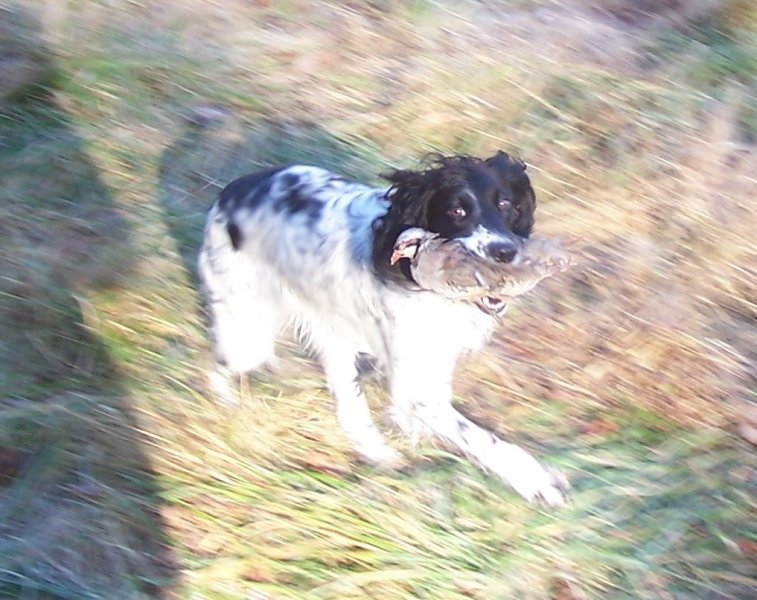 Dam - Salmy's Mountain Morning Kiss "Kay-Jay" field training with chuckars