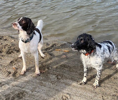 Fionn and Kay-Jay after water training session