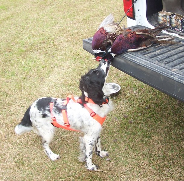 Kay-Jay after morning pheasant hunt