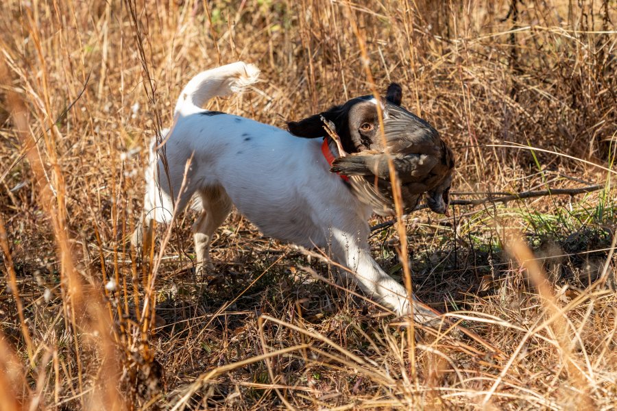 Misty on her JH Title Retrieve