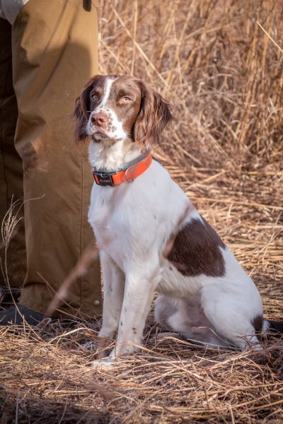 Sire - Windmill Hill's Giant Slayer "Fionn" JH