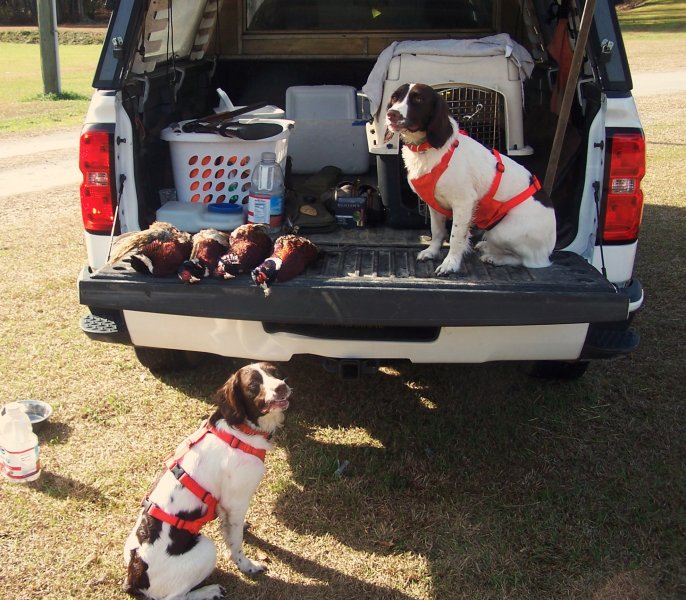 Fionn and Misty after morning pheasant hunt