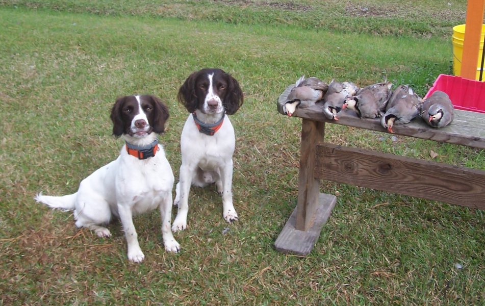 Fionn and Misty after field training session with chukars