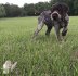 AFTERHOURS KENNELS GERMAN WIREHAIRED POINTER logo