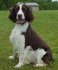 Davis English Springer Spaniels logo