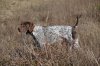 Buffalo Creek Bird Dogs logo