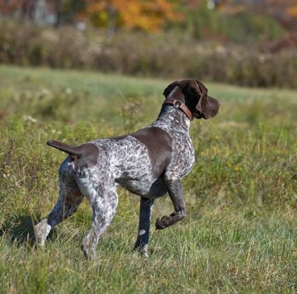 Adam Hill Hunting Adventures, LLC AHHA Kennels German Shorthaired
