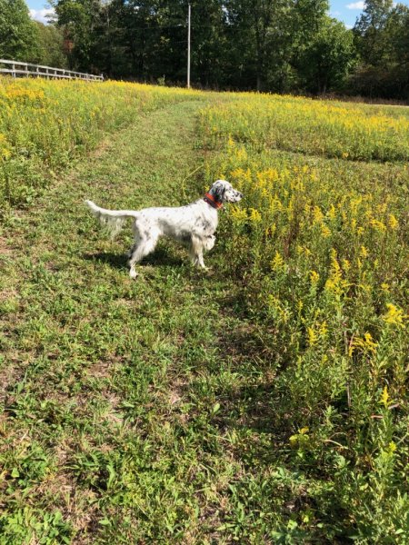 Willow  training field