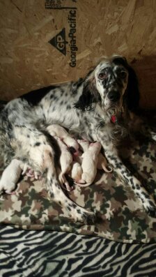 Raven with her puppies