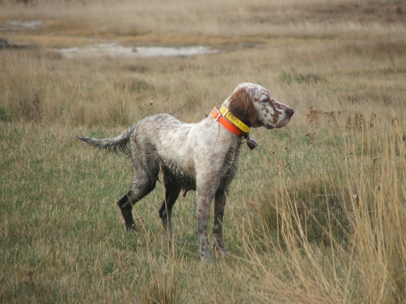 Cherry in N Dakota wild pheasant hunt