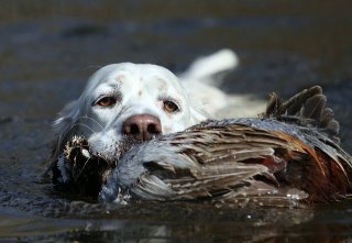 water retrieve 