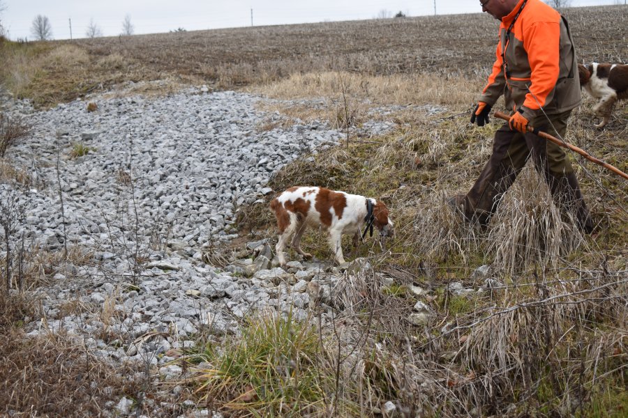 Paisley retrieving