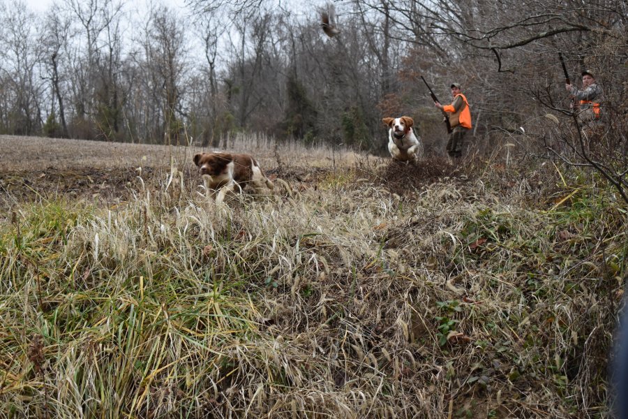 Bo and Paisley flushing