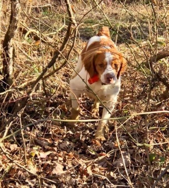 Sage in the field