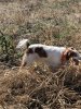 Remington in the field