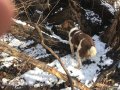 Bo pointing a bird under the log