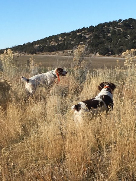 Boss and Jade working so Valley quail