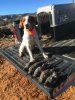 Boss with so Gambels quail