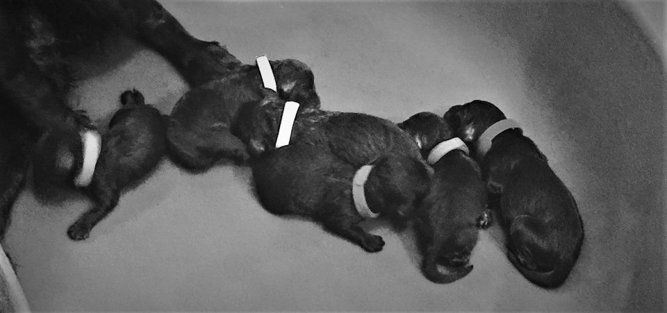 Lily x Buck puppies whelped 12/30/18