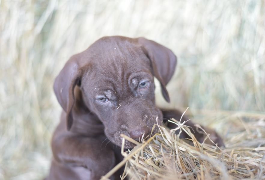 puppy 1
