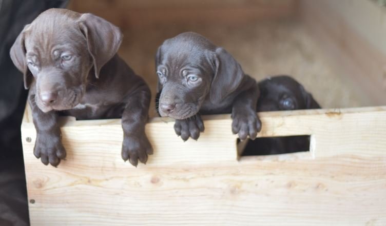 Puppy 1 on the left puppy 2 on the right