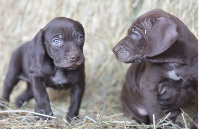 Puppy 1 on the right
puppy 2 on the left