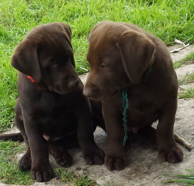 red and teal 8 wks