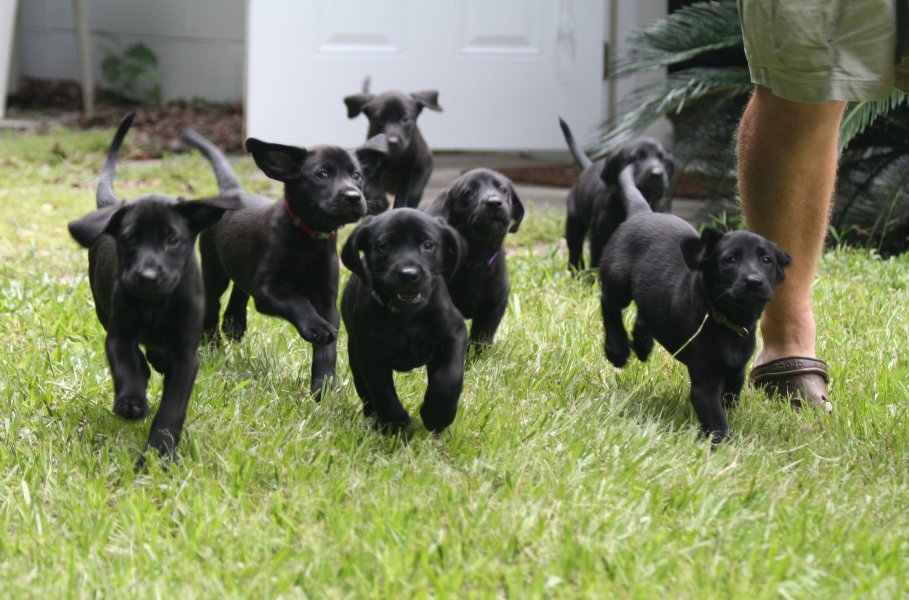 Southern Retrievers 
Field Bred Puppies 