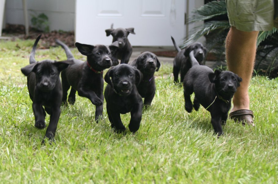 Southern Retrievers
Field Bred Puppies