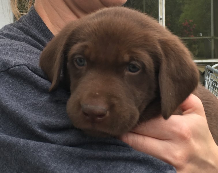 Southern Retrievers 