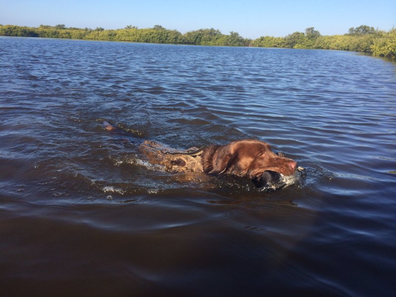 Southern Retrievers 
Trained Dogs for Sale