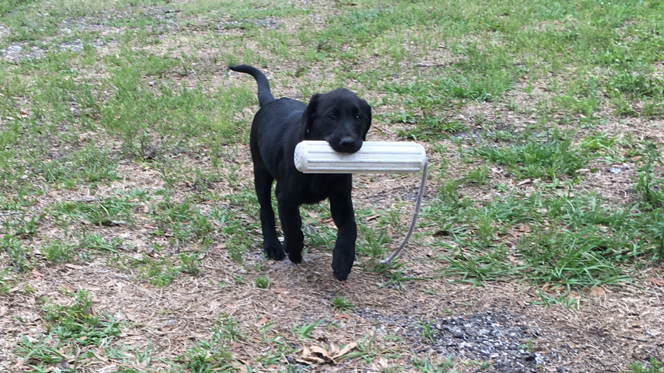 Southern Retrievers 