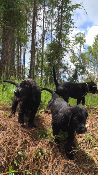 Southern Retrievers 