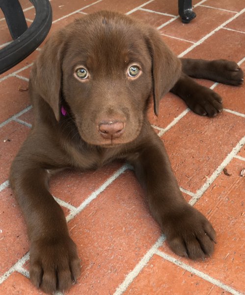 SouthernRetrievers.com
Puppies for sale