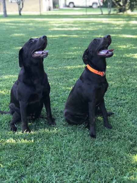 SouthernRetrievers.com
Trained dogs for sale