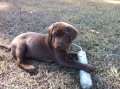 SouthernRetrievers.com
Puppies for sale