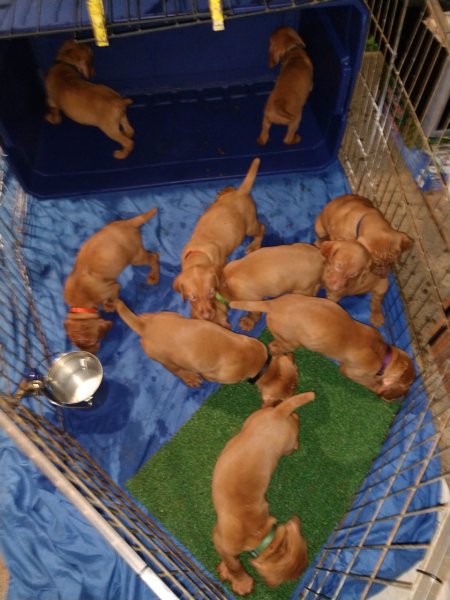       Previous litter