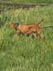 BREAKAWAYS HOMEGROWN-TILLIE