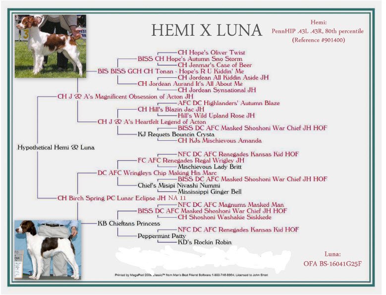 CH Birch Spring Dark Side of the Moon SH,NA Prize 1 (Apollo) This is also the pedigree for CH Birch Spring Ziva B Mine JH, NA Prize 1. 
