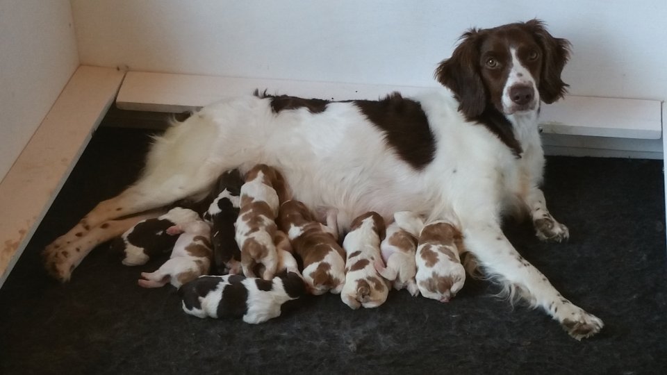 CH Birch Spring PC Lunar Eclipse SH, NA Prize II 
Luna had 3 NAVHDA NA Breeder Award litters.